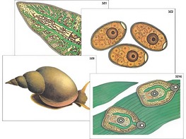 Модель-аппликация "Циклы развития печеночного сосальщика и бычьего цепня" (ламинированная) - fgospostavki.ru - Одинцово