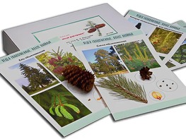 Коллекция "Голосеменные растения" - fgospostavki.ru - Одинцово