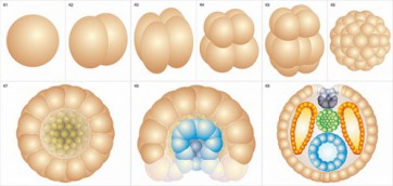 Модель-аппликация Размножение и развитие хордовых - fgospostavki.ru - Одинцово