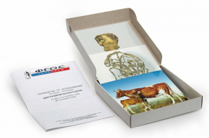 Модель-аппликация "Цикл развития бычьего цепня" (набор из 7 карт) - fgospostavki.ru - Одинцово