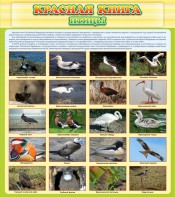 Стенд "Красная книга - птицы" - fgospostavki.ru - Одинцово